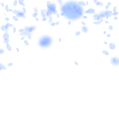 Dark blue flower petals falling down. Impressive r