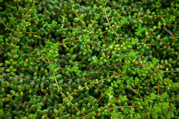senecio, a lot of long stems with round leaves along the entire length, light and dark green shades, the plant grows a dense carpet on the ground,