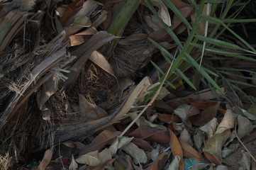 mouse