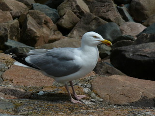Neugierige Möwe