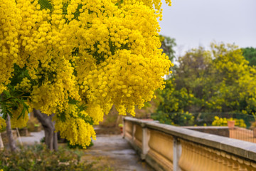 Arbre de mimosa sur la terrasse. sud de France.. - 232684000