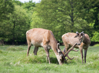 deer in Richmond Park, London