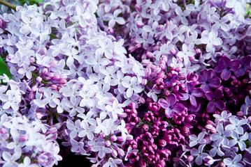 Fresh Purple flowers of lilac with leaves