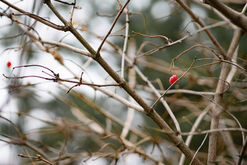 Red berries grow on a tree without leaves. Health and nature