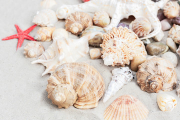 Summer background with copy space for text - seashells and red sea stars on the sand, beach in Thailand 