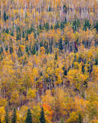 Fall colors on a hillside of Superior National Forest, Minnesota. - 232684698
