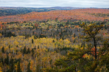 Fall foliage vista of the Superior National Forest on North Shore of Lake Superior, Minnesota. - 232684813