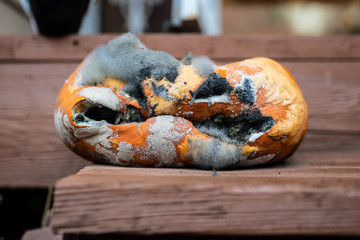 Rotten carved halloween pumpkin covered in mold on the doorsteps of the house.