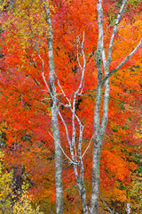 Fall foliage of the Superior National Forest on North Shore of Lake Superior, Minnesota. - 232684885