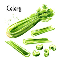 Fresh green celery stalk set. Watercolor hand drawn illustration  isolated on white background