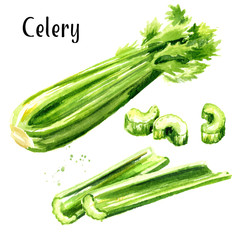 Fresh green celery stalk set. Watercolor hand drawn illustration,  isolated on white background
