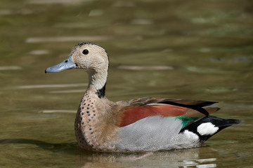 Ringed teal (Callonetta leucophrys)