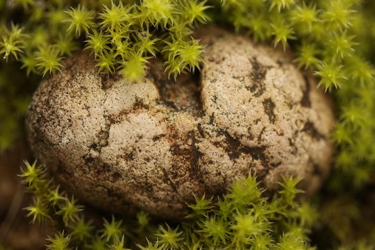 Moss around egg stone