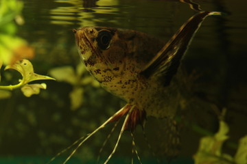 Freshwater butterflyfish