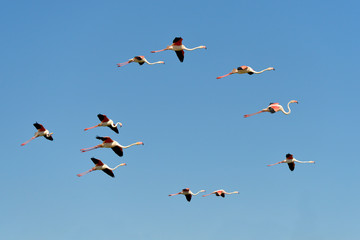 Group of flamingos in flight (Phoenicopterus ruber) on the blue sky background, in the Camargue is...