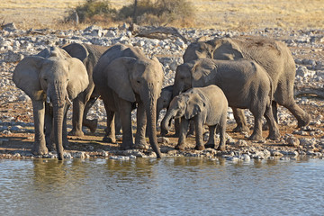 Obraz premium Elefanten (loxodonta africana) am Wasserloch Okaukuejo im Etosha Nationalpark in Namibia