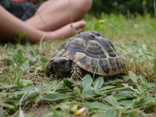 Schildkröte