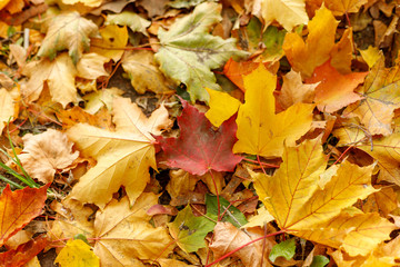Macro photo of red leaf of maple on the ground. Fall leaves in autumnal park. Autumn mood scene. Shallow depth of field. Soft focus photography.