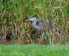 Great Blue Heron Hiding in the Reeds