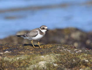 Common Ringed Plover Standing on Sea Rock