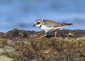 Common Ringed Plover Walking on Sea Rock