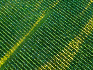 Aerial view of farmland and rows of crops. Taken from the air, looking down on a green field in summer