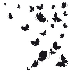 black butterfly, isolated on a white