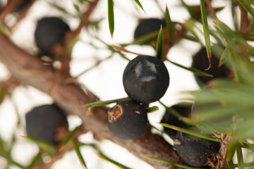 Juniper ripe and green seeds on a branch