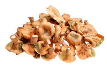 Freshly picked mushroom ryzhik (Lactarius). Delicious lactarius is common forest mushroom that exudes an orange-red juice when cut