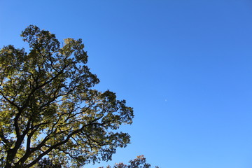 Oak against a blue sky landscape