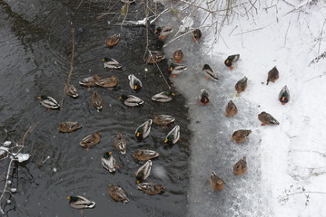 Winter Park duck pond