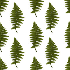 Obraz premium Colorful green twig fern. Vector Illustration