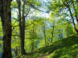 Fototapeta na wymiar oak forest in the mountains