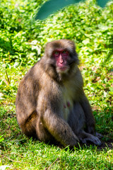 Naklejka na ściany i meble sad eyes macaque sitting into the wood