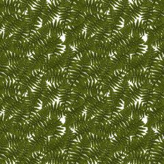 Colorful green twig fern. Vector Illustration