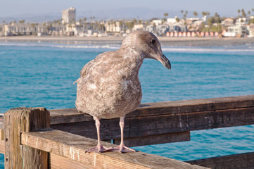 A California seagull standing upon a wooden pier with the coastline of the Pacific ocean behind it...