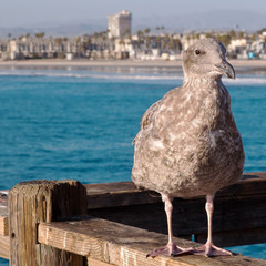 A California seagull standing upon a wooden pier with the coastline of the Pacific ocean behind it...