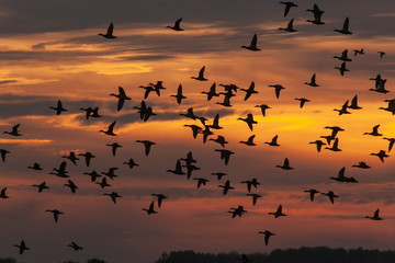 Gänse