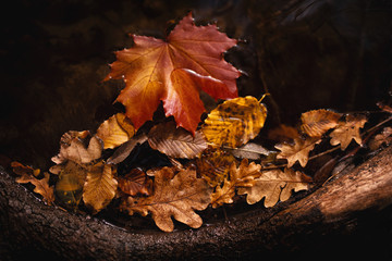 Herbst im Wald