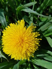 Цвцвет желтый