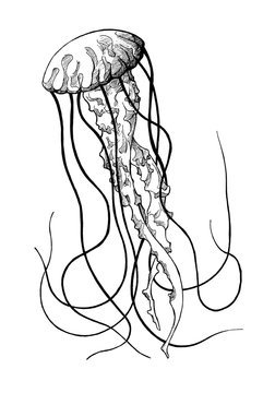 jelly fish, vintage ink hand drawn illustration