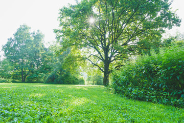 Green lawn in the park in the early morning.