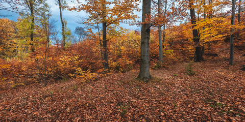 Laubwald im Herbstlaub