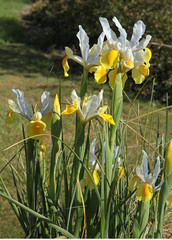 Obraz premium iris jaune de Hollande