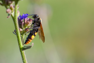 The female mammoth wasp Megascolia maculata on a flower