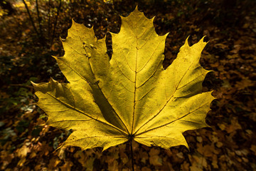 Herbst im Wald
