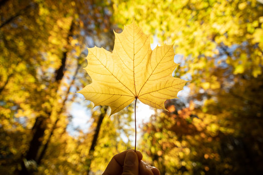 Herbst im Wald