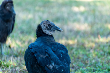 Black Vulture Posing