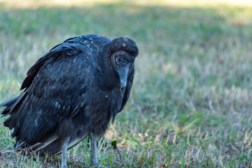 Black Vulture Posing
