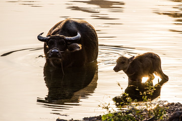 Water buffaloes. Yangshuo, China